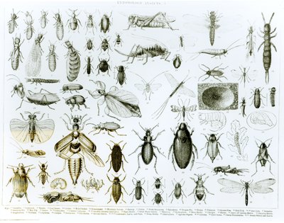 Entomología Insectos (litografía) de English School