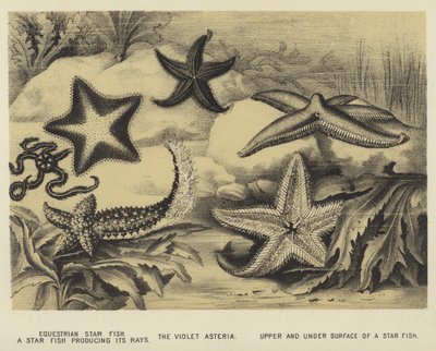 Estrella de mar ecuestre, una estrella de mar produciendo sus rayos, la Asteria violeta, superficie superior e inferior de una estrella de mar de English School