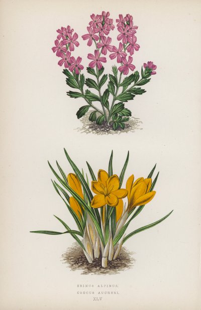 Erinus alpinus; Crocus Aucheri (litografía en color) de English School