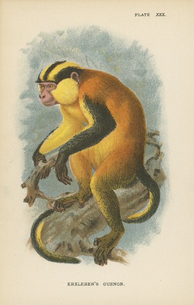 El guenon de Erxleben de English School