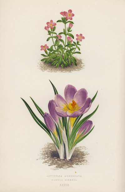 Erythraea Aggregata; Crocus Sieberi (litografía en color) de English School
