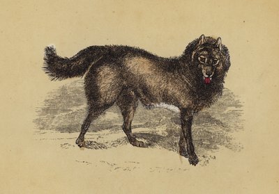 Perro esquimal (litografía en color) de English School