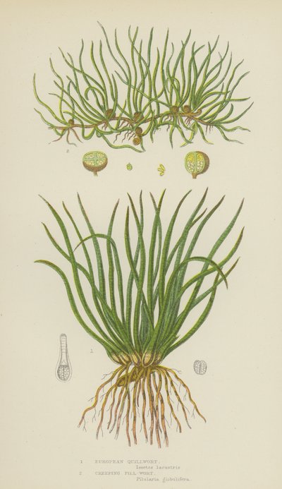 Isoetes Europea, Isoetes Rastrera de English School