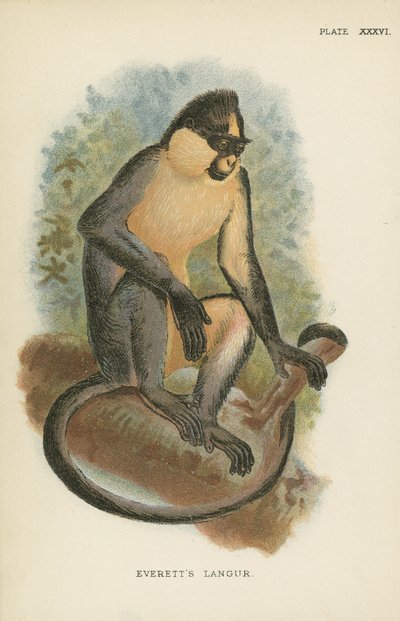 El langur de Everett de English School