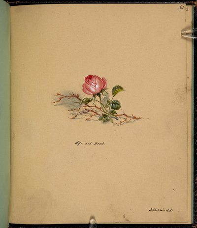 F. 61: Una rosa, Vida y muerte, de un 