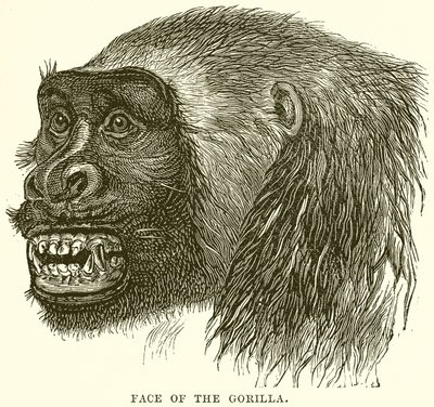 Cara del Gorila de English School