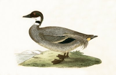 Cerceta Falcada, ilustración de 