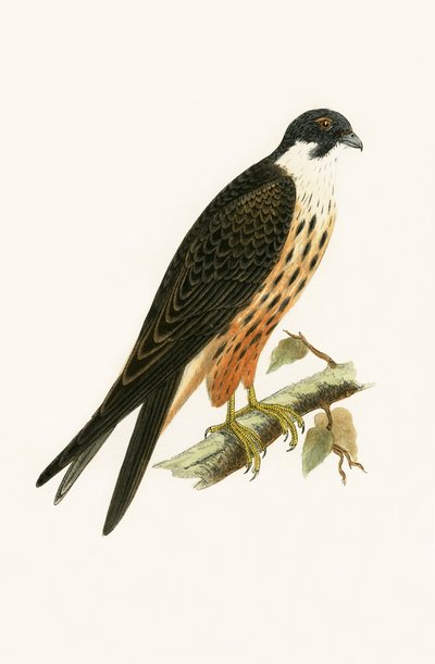 Falco Eleonorae, ilustración de 