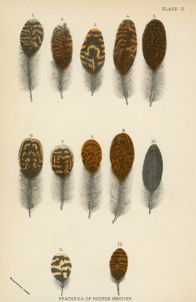 Plumas de urogallo escocés de English School