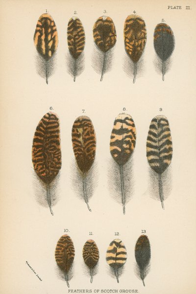 Plumas de urogallo escocés de English School