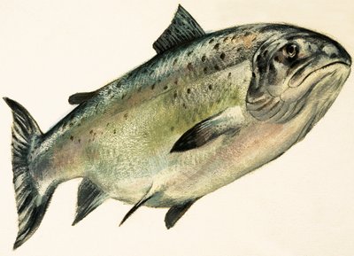 Salmón hembra de English School