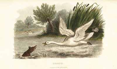 Cisne hembra ahogando a un zorro para proteger su nido de English School