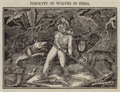 Ferocidad de lobos en India de English School