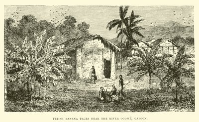 Árboles de plátano fetiche cerca del río Ogowe, Gabón de English School