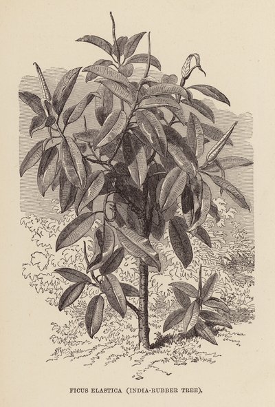 Ficus elastica, árbol de caucho de la India (grabado) de English School