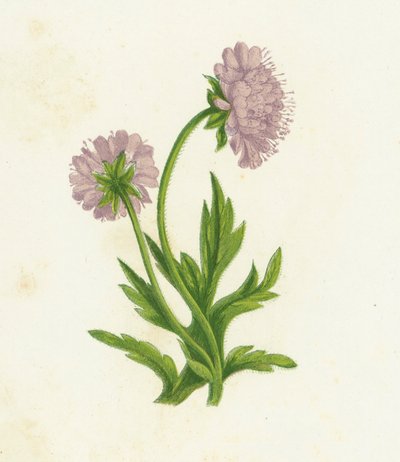 Knautia de campo, Knautia Arvensis de English School