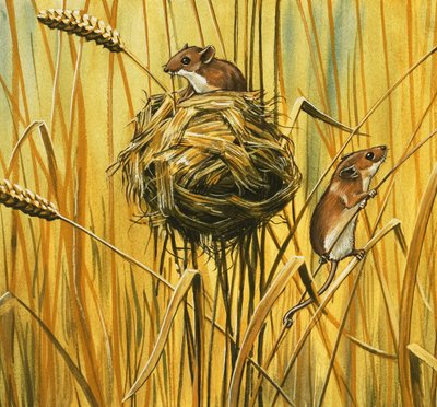 Ratones de campo de English School