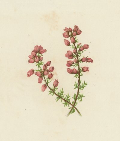Brezal de hoja fina, Erica Cinerea (litografía en color) de English School