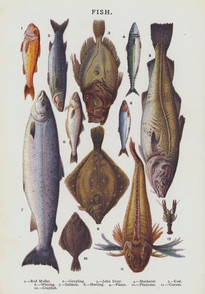 Pescado (cromolito) de English School