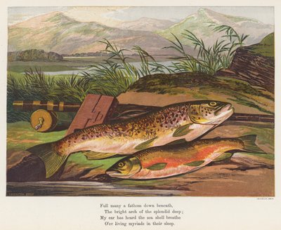 Pescado (litografía en color) de English School