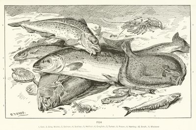 Pescado de English School