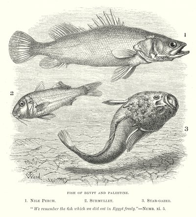 Peces de Egipto y Palestina (grabado) de English School