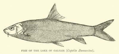 Pez del Lago de Galilea, Capoeta Damascina de English School