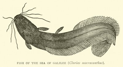 Pez del Mar de Galilea, Clarias macracanthus de English School