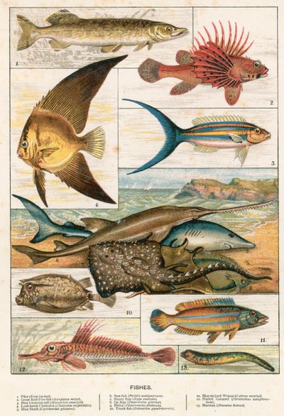 Peces de English School
