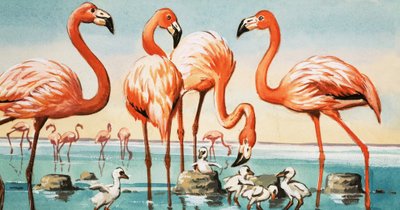 Flamencos de English School