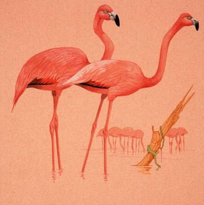 Flamencos de English School