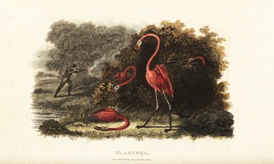 Flamencos observando con asombro cómo sus compañeros son abatidos por un cazador de English School
