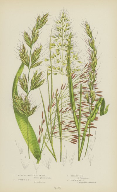 Hierba de avena de tallo plano, Hierba de avena pubescente, Hierba de avena amarilla, Carrizo común (litografía en color) de English School