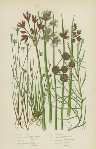 Isolepis flotante, junco de fango cerdoso, junco de fango de Savi, junco de fango de cabezas redondeadas (litografía en color) de English School