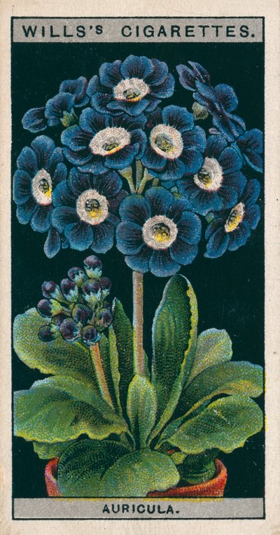 Cultivo de flores en macetas: Aurícula alpina (cromolito) de English School