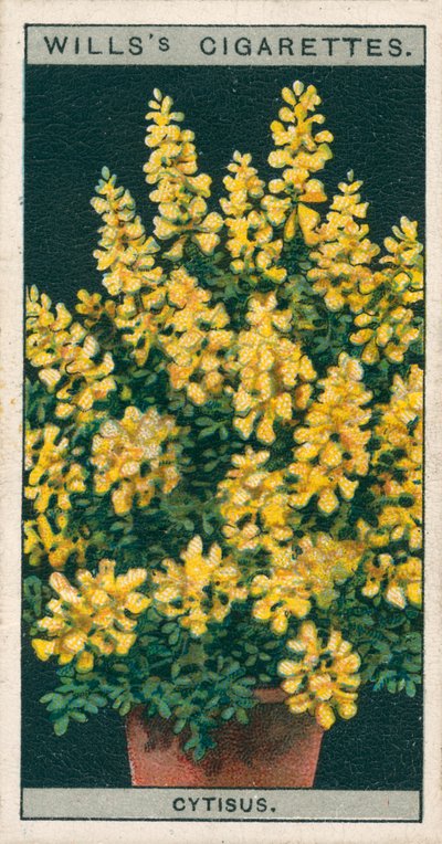 Cultivo de flores en macetas: Cytisus o Genista (cromolito) de English School