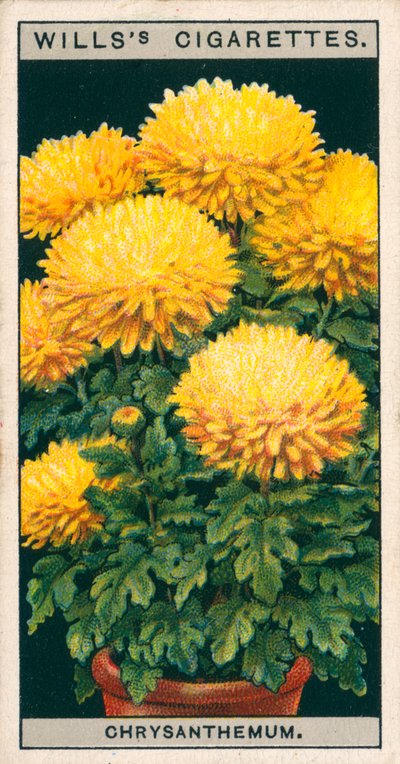 Cultivo de flores en macetas: Crisantemo enano (chromolitho) de English School