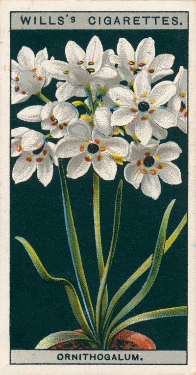 Cultivo de flores en macetas: Ornithogalum (cromolito) de English School