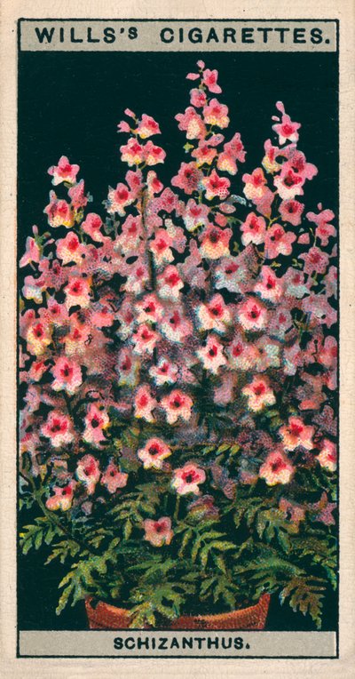 Cultivo de flores en macetas: Schizanthus o Flor de mariposa (chromolitho) de English School