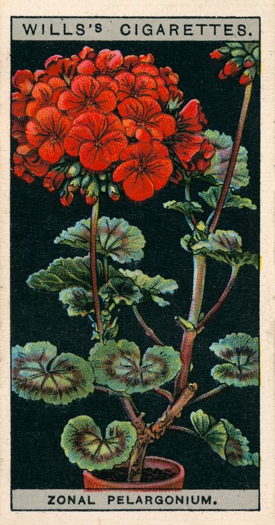 Cultivo de flores en macetas: Pelargonio o geranio zonal (cromolito) de English School