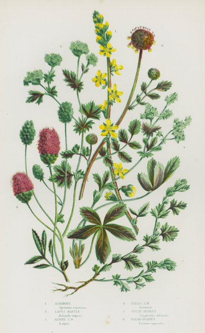 Plantas con flores de Gran Bretaña: Agrimonia, Manto de dama, Manto de dama alpino, Manto de dama de campo, Gran burnet, Burnet de ensalada de English School