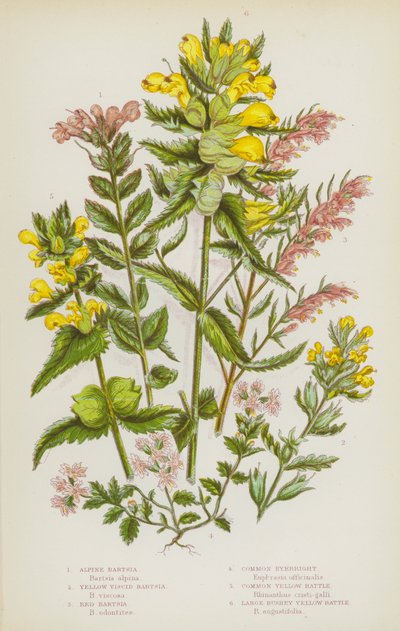 Plantas con Flores de Gran Bretaña: Bartzia Alpina, Bartzia Amarilla Viscosa, Bartzia Roja, Eufrasia Común, Cascabel Amarillo Común, Gran Cascabel Amarillo Arbustivo de English School