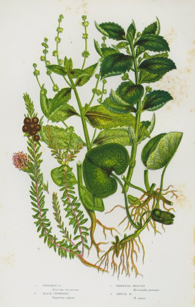 Plantas con flores de Gran Bretaña: Asarabacca, Crowberry negro, Mercurio perenne, Mercurio anual de English School