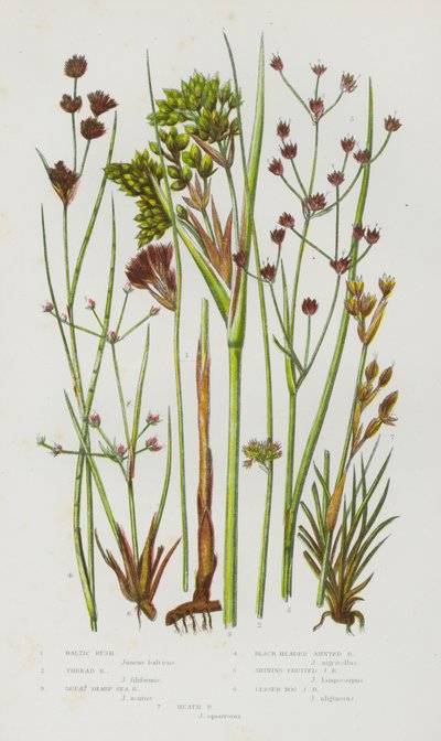 Plantas con Flores de Gran Bretaña: Junco Báltico, Junco de Hilo, Junco de Mar Afilado Grande, Junco Articulado de Cabeza Negra, Junco Articulado de Fruto Brillante, Junco Articulado de Pantano Menor, Junco de Brezal de English School
