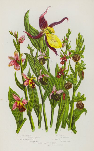 Plantas con flores de Gran Bretaña: Bee Ophrys, Late Spider Ophrys, Spider Ophrys, Fly Ophrys, Common Lady