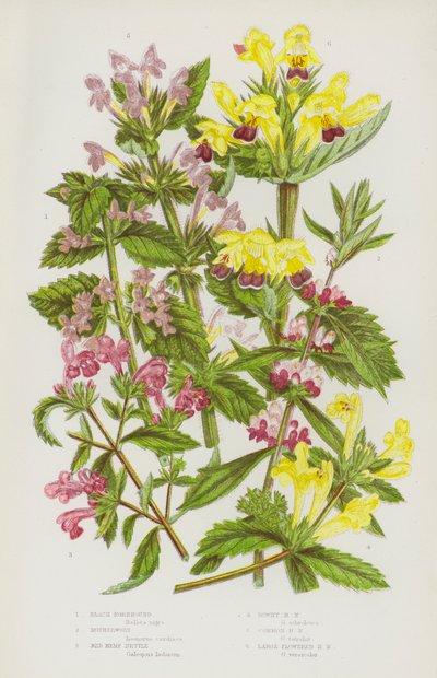 Plantas con flores de Gran Bretaña: Marrubio negro, Agripalma, Ortiga roja, Ortiga vellosa, Ortiga común, Ortiga grande (litografía en color) de English School