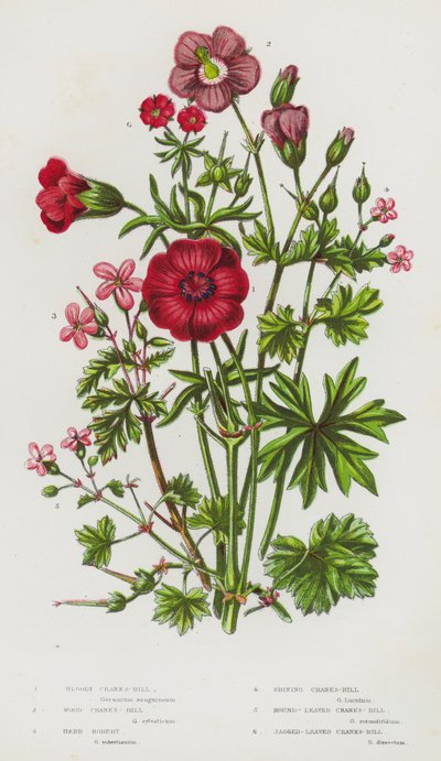 Plantas con flores de Gran Bretaña: Crane