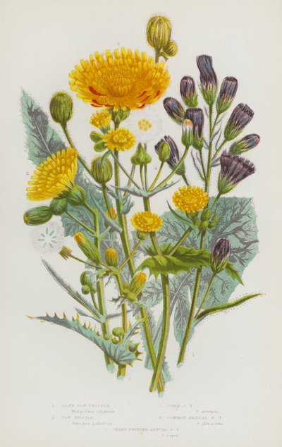 Plantas con flores de Gran Bretaña: Achicoria azul, Achicoria, Achicoria de maíz, Achicoria anual común, Achicoria anual de borde afilado de English School