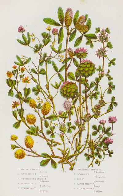 Plantas con flores de Gran Bretaña: Trébol de Bocones, Trébol Áspero Rígido, Trébol Liso de Cabeza Redonda, Trébol Sofocado, Trébol Erguido de Cabeza Redonda, Trébol de Cabeza de Fresa, Trébol Invertido, Trébol del Lúpulo, Trébol Amarillo Menor, Trébol Ama de English School