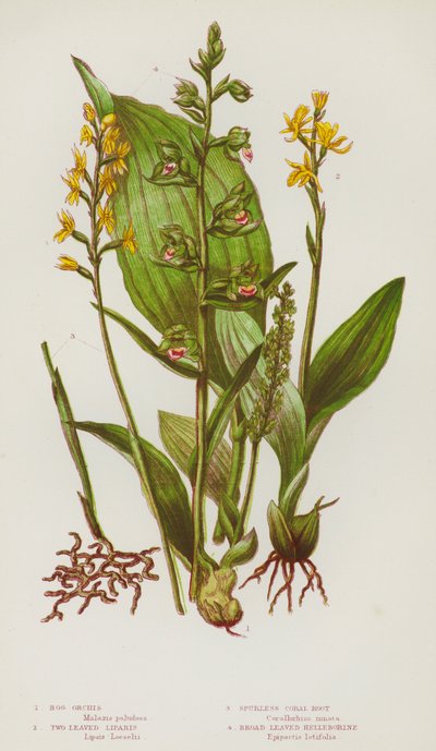 Plantas con Flores de Gran Bretaña: Orquídea de Pantano, Liparis de Dos Hojas, Raíz de Coral sin Espolón, Helleborina de Hojas Anchas (litografía en color) de English School
